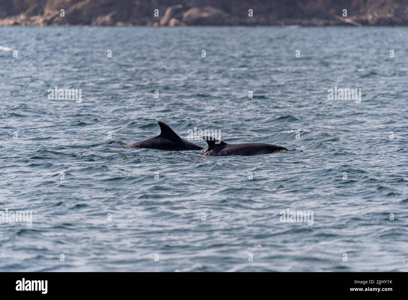 pair of dolphins swimming in Vigo bay Stock Photo