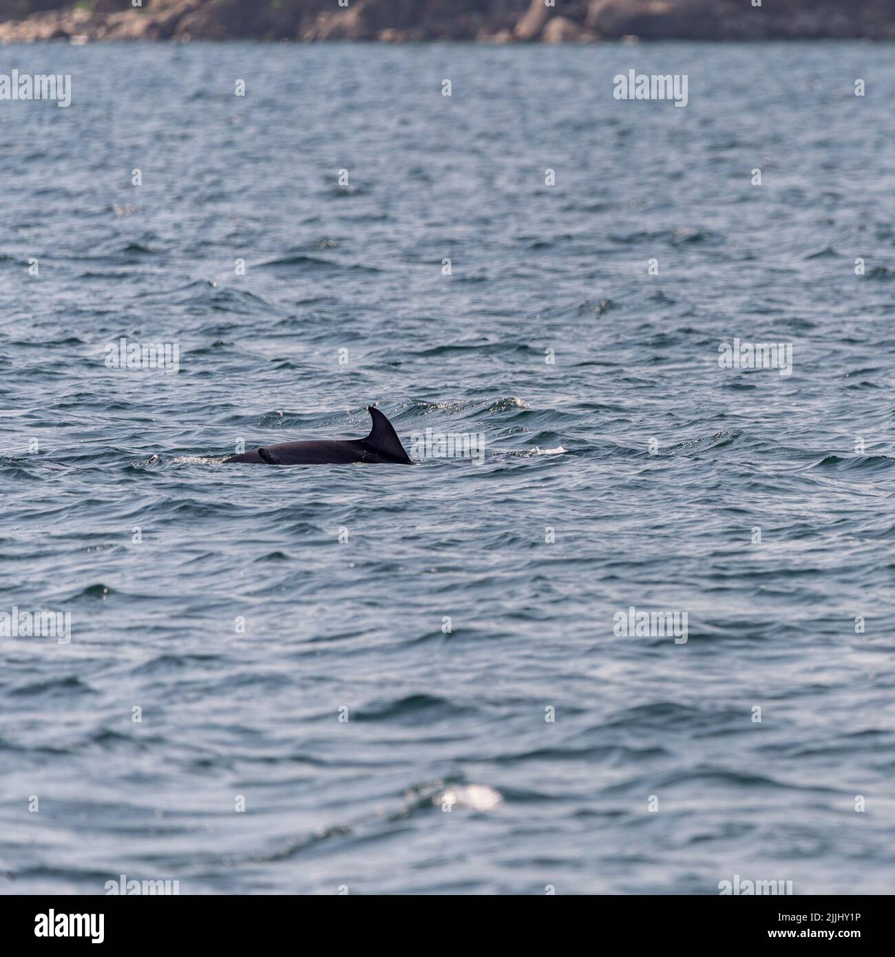 pair of dolphins swimming in Vigo bay Stock Photo