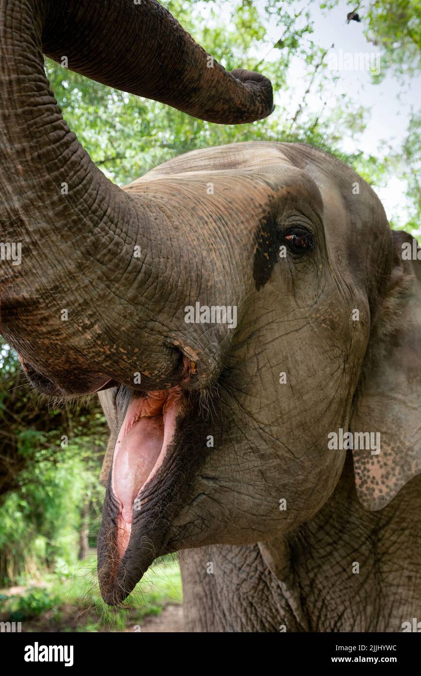 Asian elephant with mouth open Stock Photo