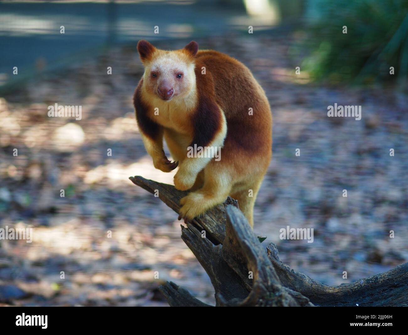 Magical attractive handsome male Goodfellow's Tree-Kangaroo in natural beauty. Stock Photo