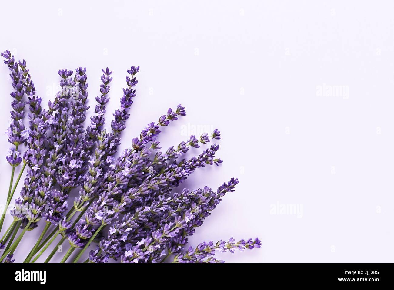 Bunch of lavender flowers on a lilac background. Top view, copy space for text Stock Photo