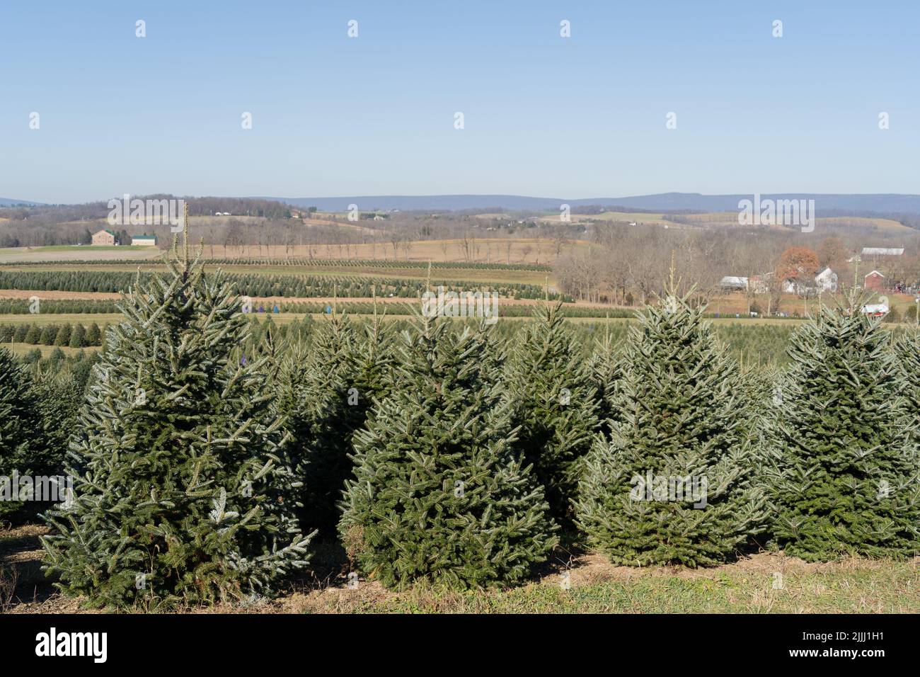 Beautiful Christmas trees in a row on tree farm in Berks County, Pennsylvania Stock Photo