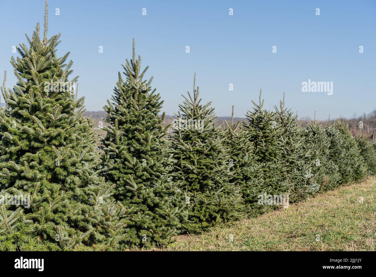 Tree spruce row hires stock photography and images Alamy