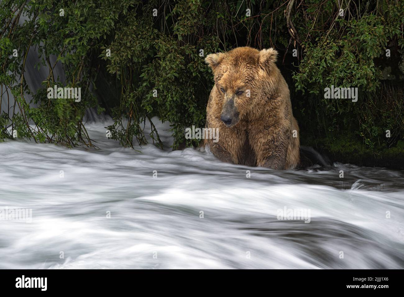 Brown bear Otis in river long exposure Stock Photo