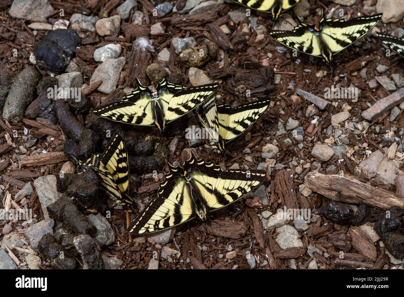 A group of Swallowtail butterflies (Papilio sp.) puddling on mud and