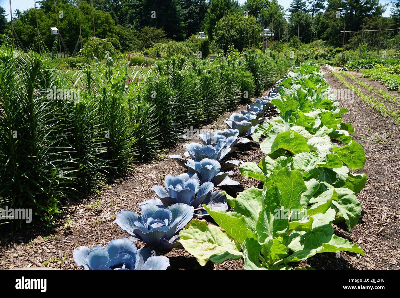 Purple cabbage and Portuguese kale growing well during the summer in a