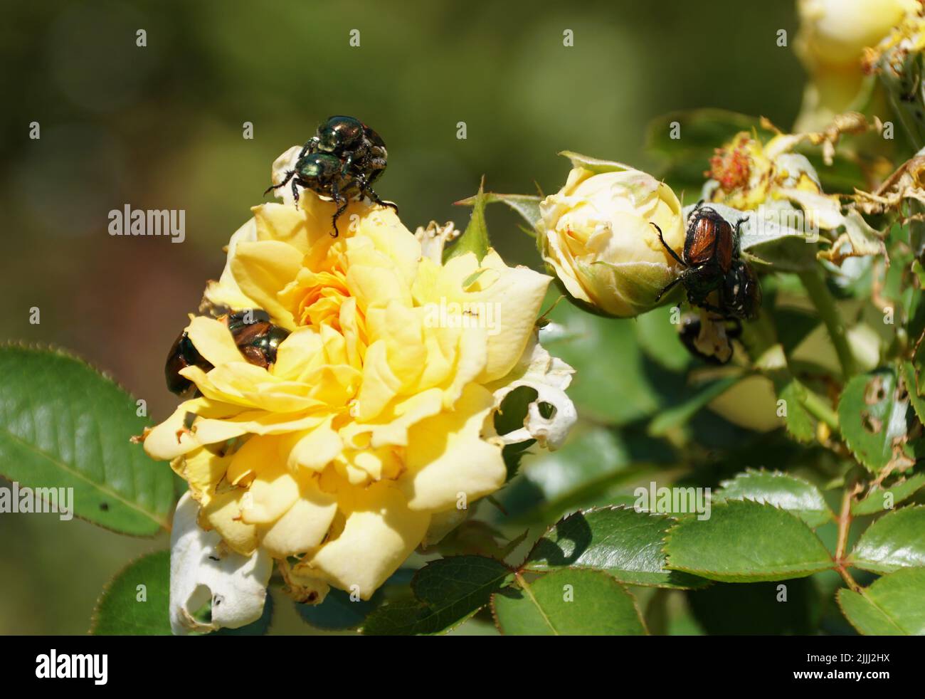 Yellow and black beetle tree hi-res stock photography and images - Alamy