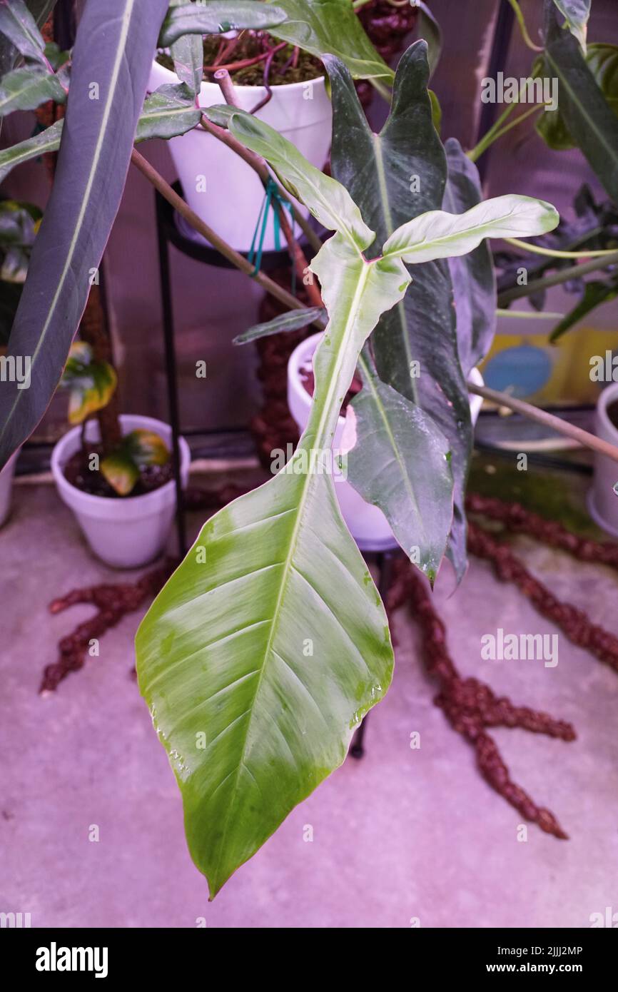 buy philodendron Philodendron 'Brandtianum' 4.5