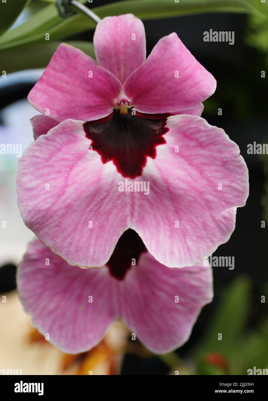 Beautiful Miltoniopsis 'Flamingo Queen' pink orchid flower Stock Photo