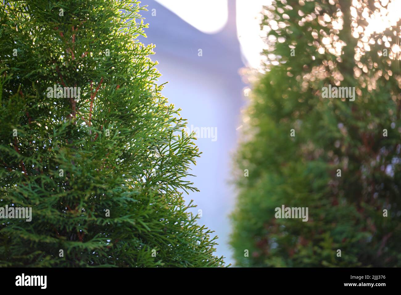 Evergreen decorative thuja trees growing in front of the house or in backyard. Gardening and landscaping concept Stock Photo