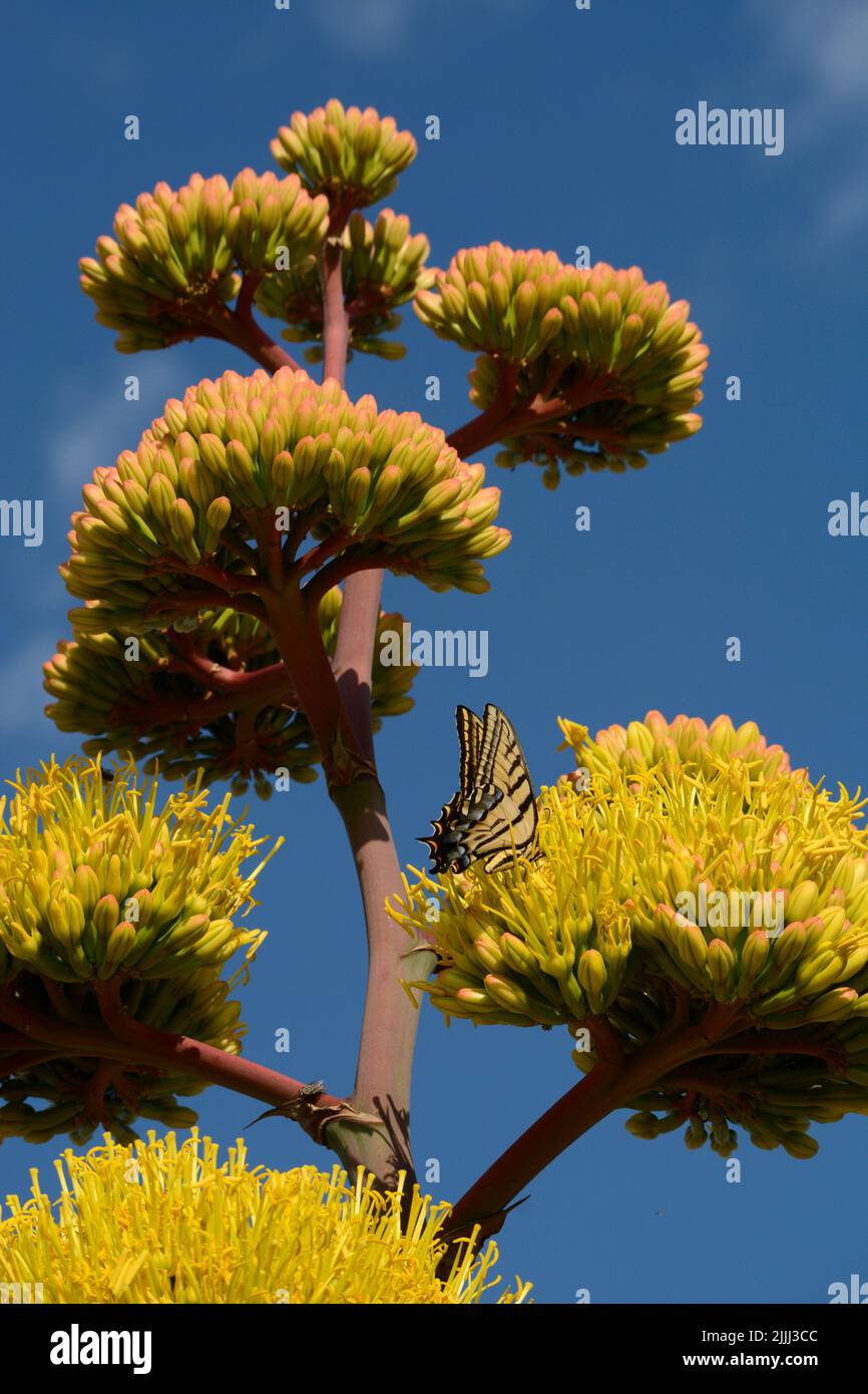 A western tiger swallowtail butterfly (Pterourus rutulus) feeds on a  blooming New Mexico agave plant (Agave Americana) in Santa Fe, New Mexico  Stock Photo - Alamy