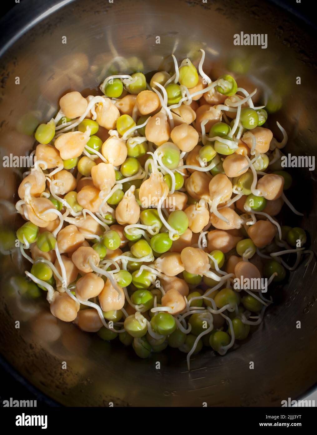 A Look at Life in New Zealand growing sprouts of Chick Peas (Cicer