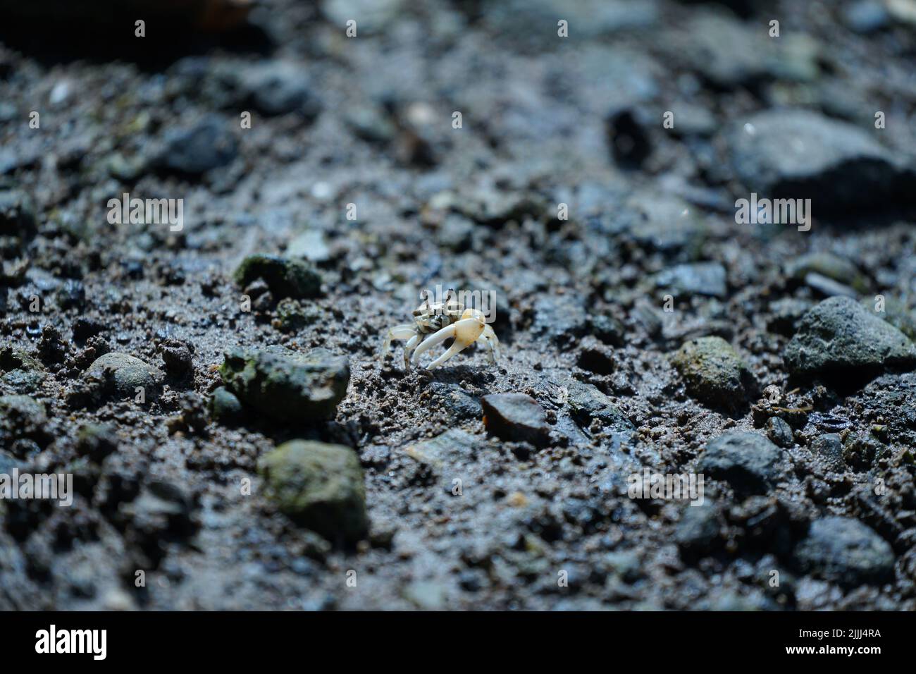Fiddler crab or calling crab. Usually find in tropical area and mangrove forest. Stock Photo
