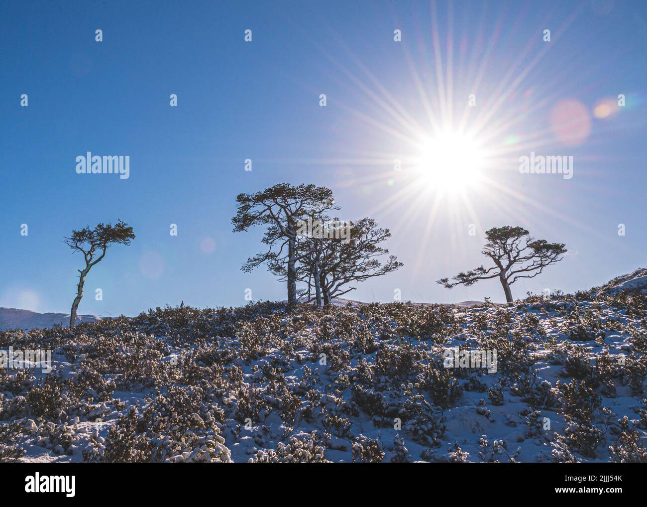 The morning sun backlighting Scots Pines, a frosty heathery hill in the fore, looking up to a blue sky. Stock Photo