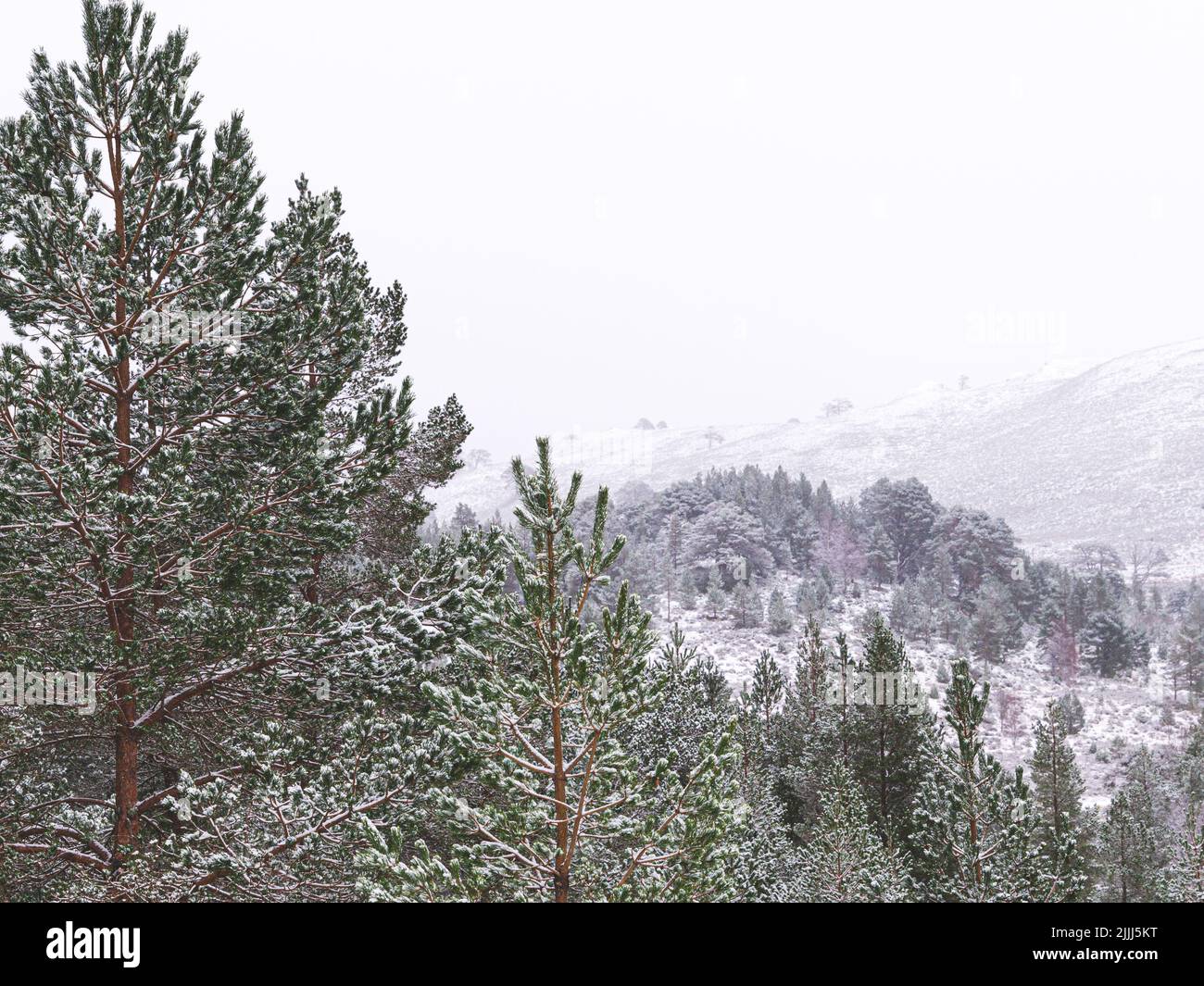 Snowy forest in Glen Affric, with hazy sputter due to snowfall. Stock Photo