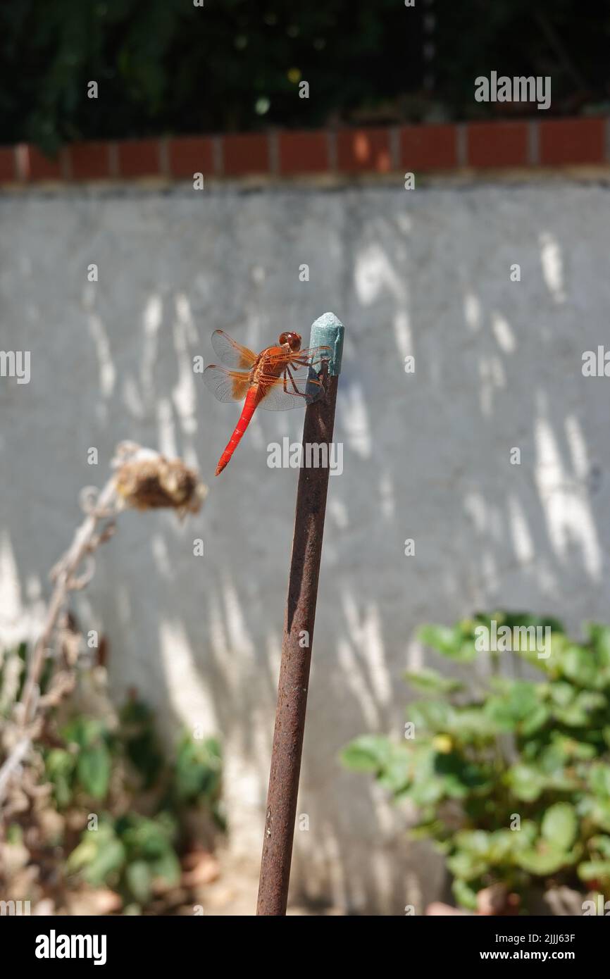 Red Dragonfly Neon Skimmer Libellula croceipennis. Home garden Southern California . Stock Photo