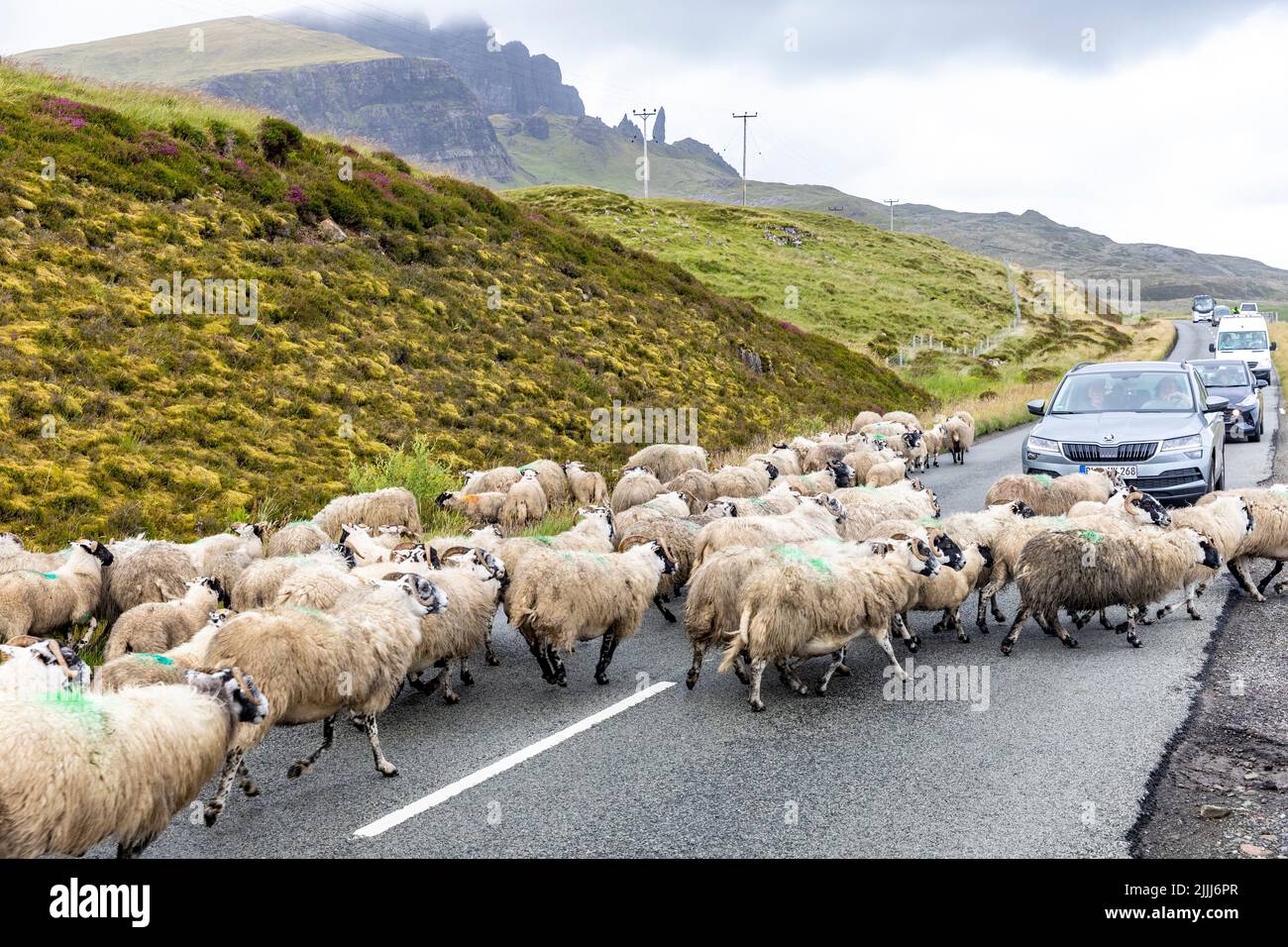 Isle of Skye farm sheep on the road hold up cars and traffic as the sheep move off the road,Scotland,UK on a summers day Stock Photo