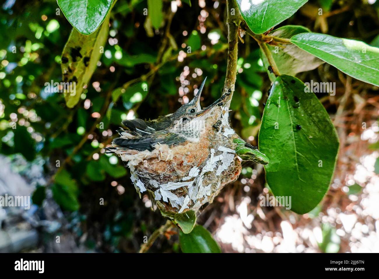 Hummingbird babies in a nest. Southern California wild birds in the nest Stock Photo