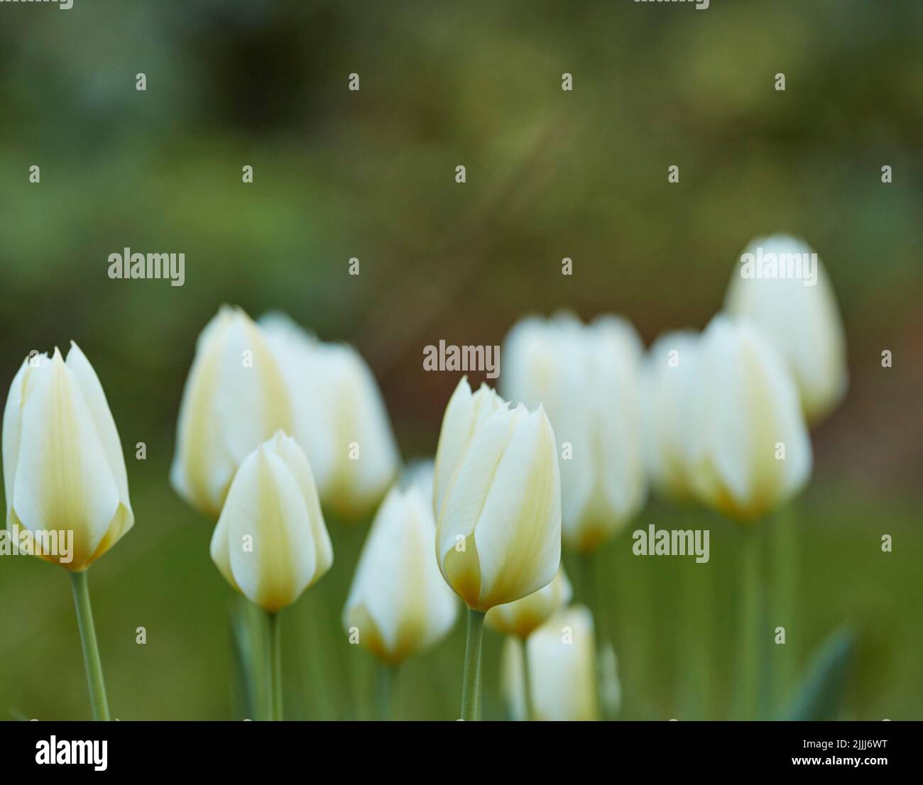 Beautiful, white and pretty flowers with copy space in a natural outdoor peaceful garden in spring. Closeup of fresh tulips in nature with green grass Stock Photo
