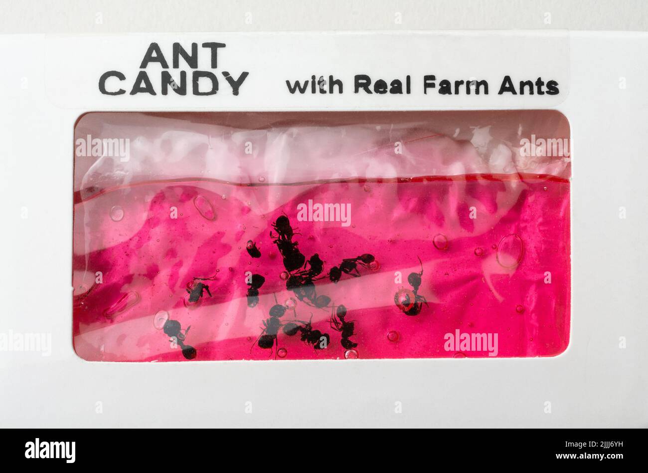 Red Ant Farm candy with real Farm ants Stock Photo