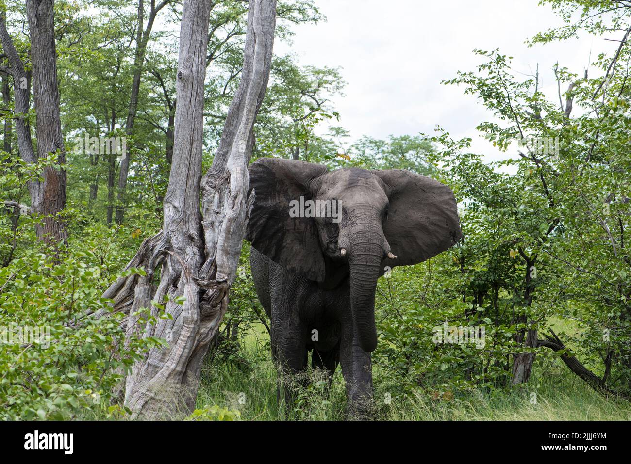 Angry elephant, Botswana Stock Photo