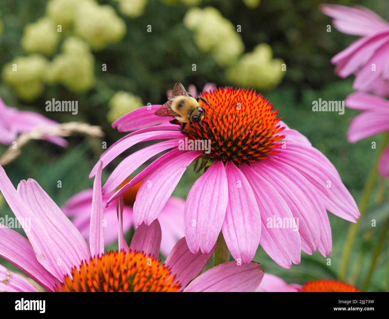 Purple coneflower being visited by a bumblebee Stock Photo