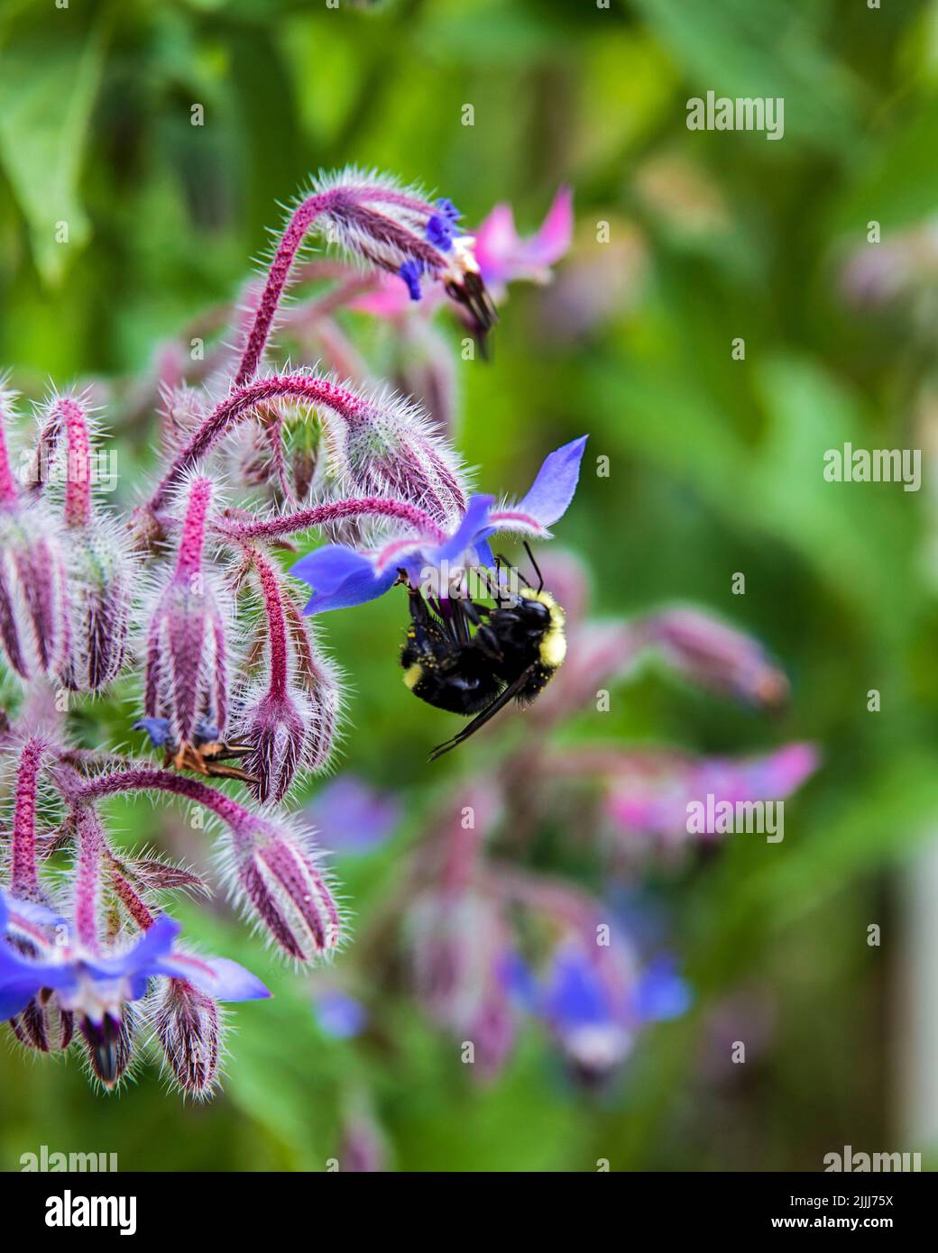Bee on a borage flwoer Stock Photo