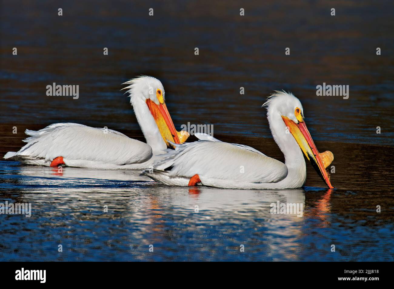 Two American White Pelicans 'Pelecanus erythrorhynchos', swimming and feeding in a shallow lagoon at Elk Island National Park, Alberta Canada Stock Photo