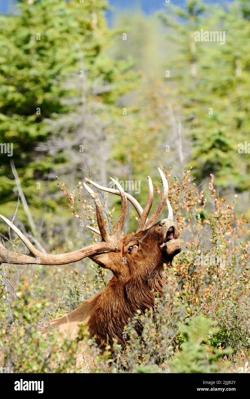 A vertical image of a mature bull elk,  Cervus elaphus; calling to attract a mate during the rutting season in rural Alberta Canada Stock Photo