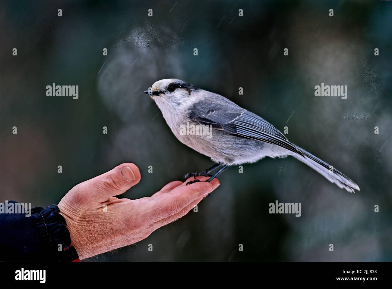 A Canadian Grey Jay 'Perisoreus canadensis', perched on a human hand. Stock Photo
