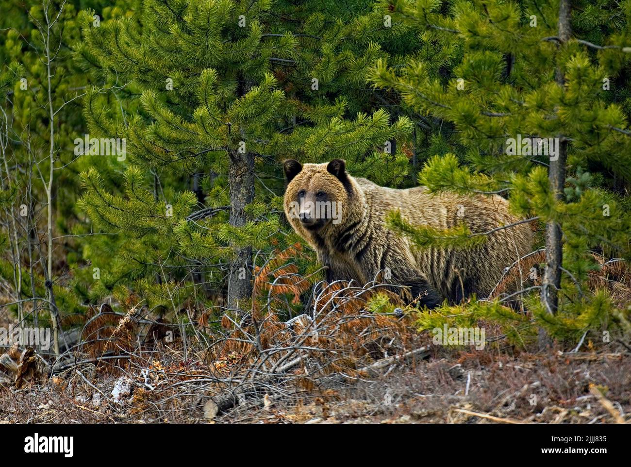 A large adult female grizzly bear "Ursus arctos"  walking along a row of planted pine trees in northern Alberta Canada. Stock Photo