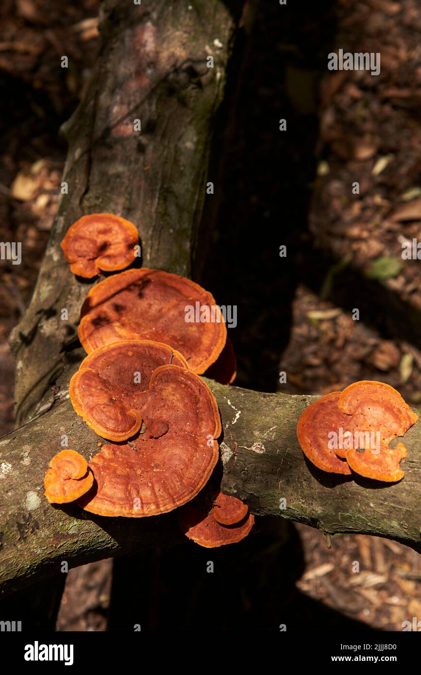 Pycnoporus sanguineus, known as shelf fungus, on the trunk of a fallen tree in El Palmar National Park, Entre Rios, Argentina Stock Photo