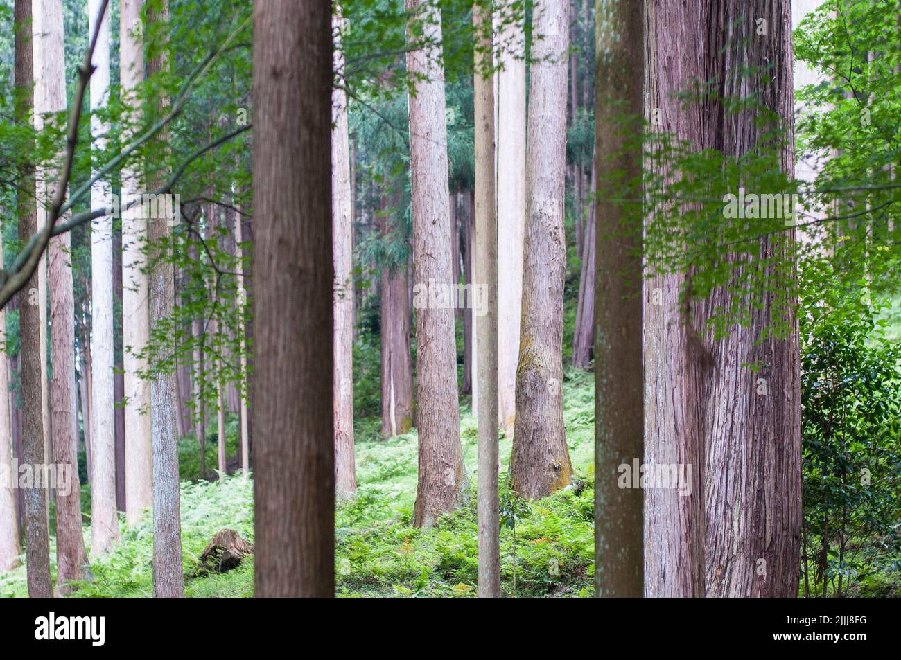 Japanese forest Stock Photo