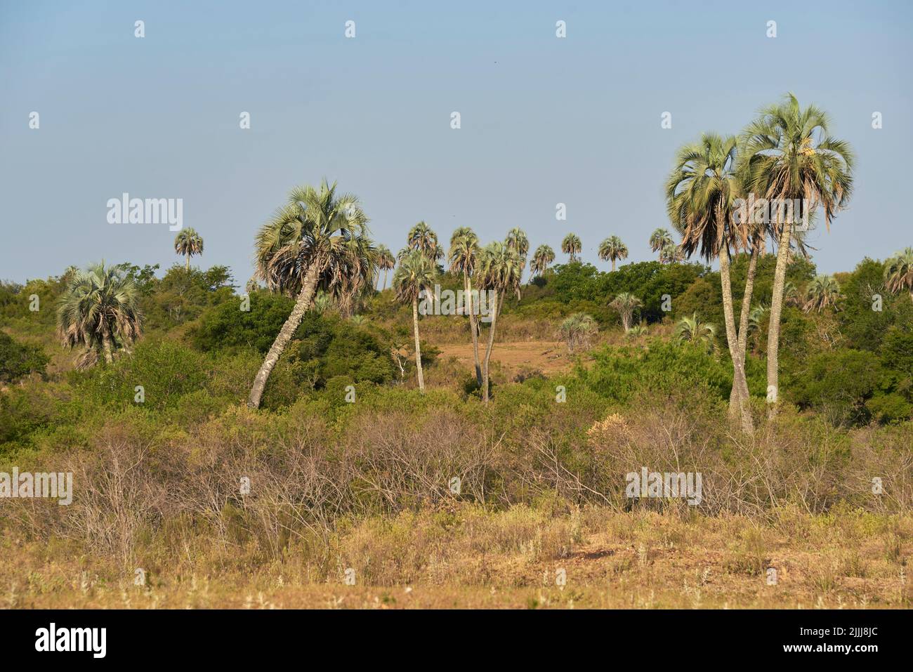 Summer landscape of El Palmar National Park, in Entre Rios, Argentina, a protected area where the endemic Butia yatay palm tree is found. Concepts: ec Stock Photo