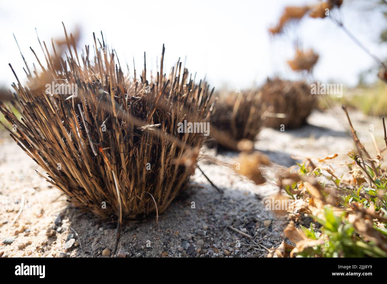 A selective focus on a dry gray clubawn grass Stock Photo