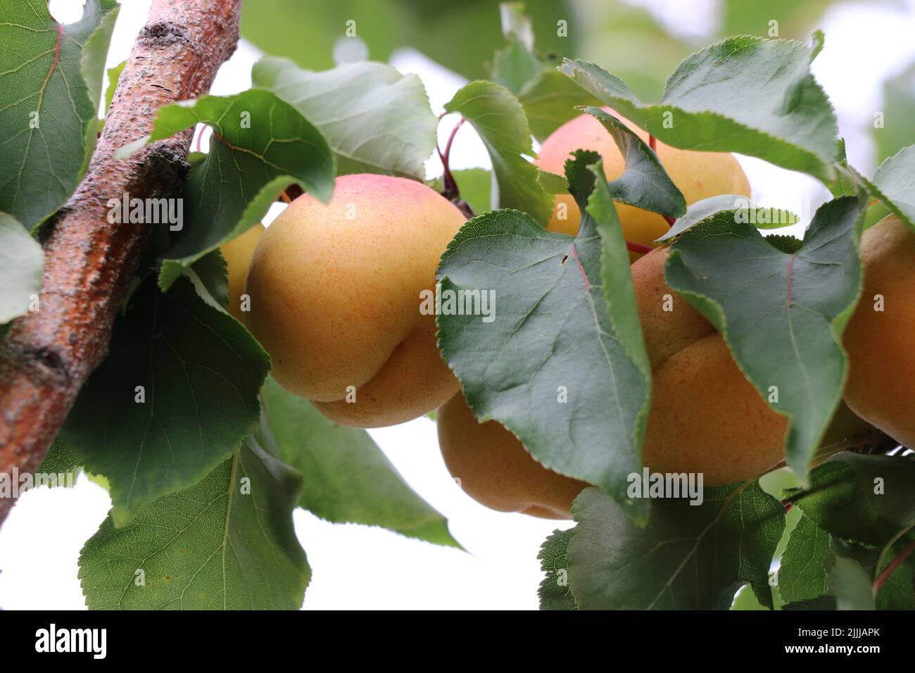 Apricot tree, branches loaded with clusters of bright orange fruit, ready to be picked. Stock Photo