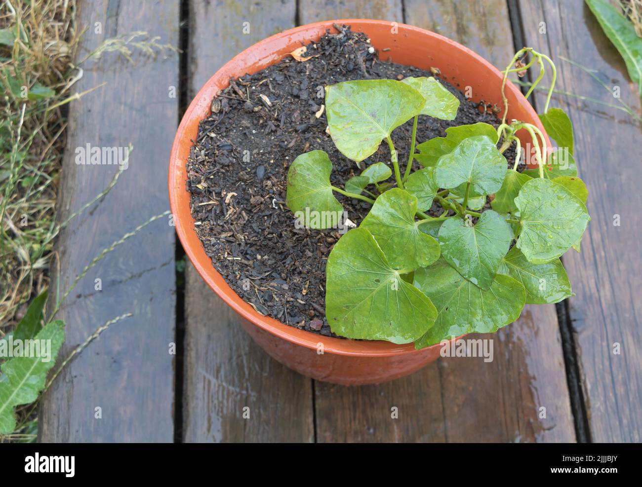 A sweet potato plant in a container after a rain Stock Photo