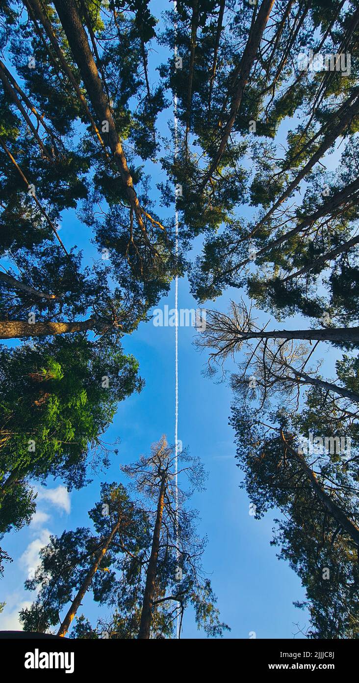 A vertical, low angle shot of tall trees shaping patterns in the sky ...