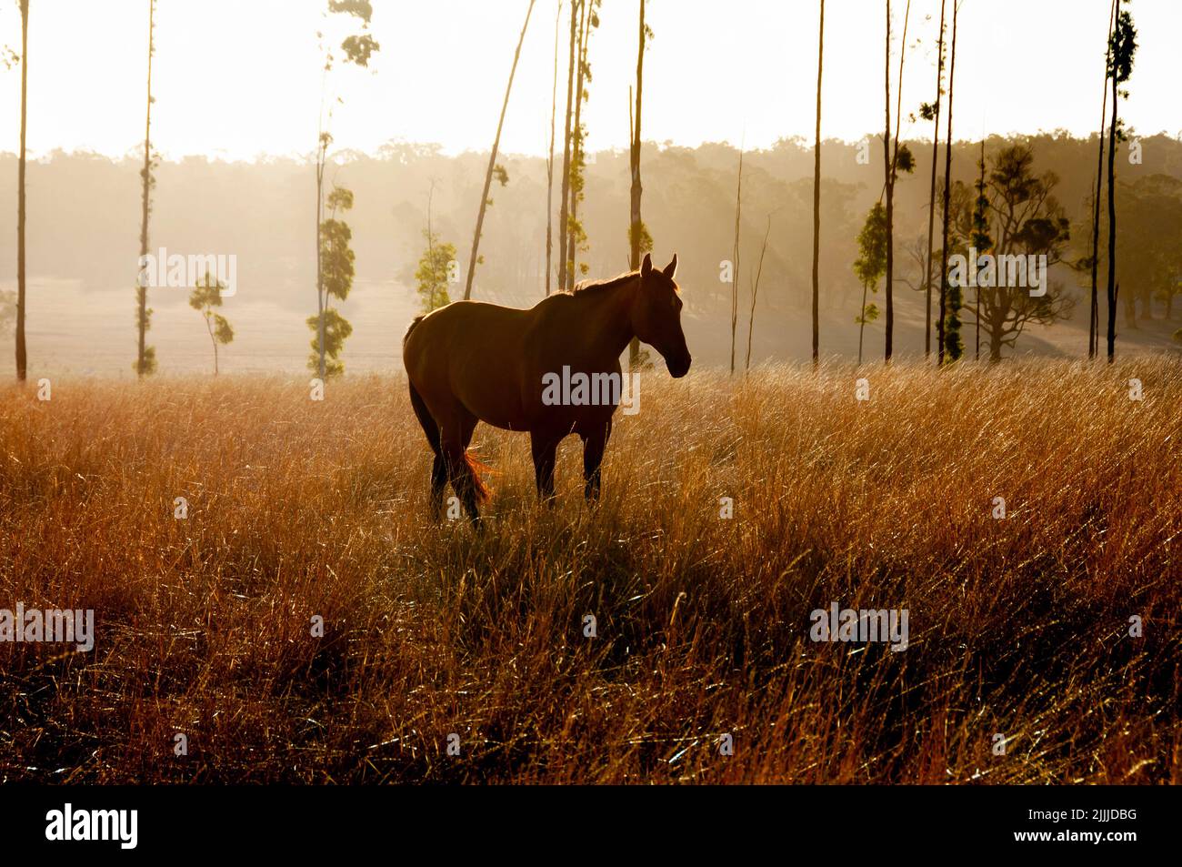 Waler Breed Horse - Australia Stock Photo