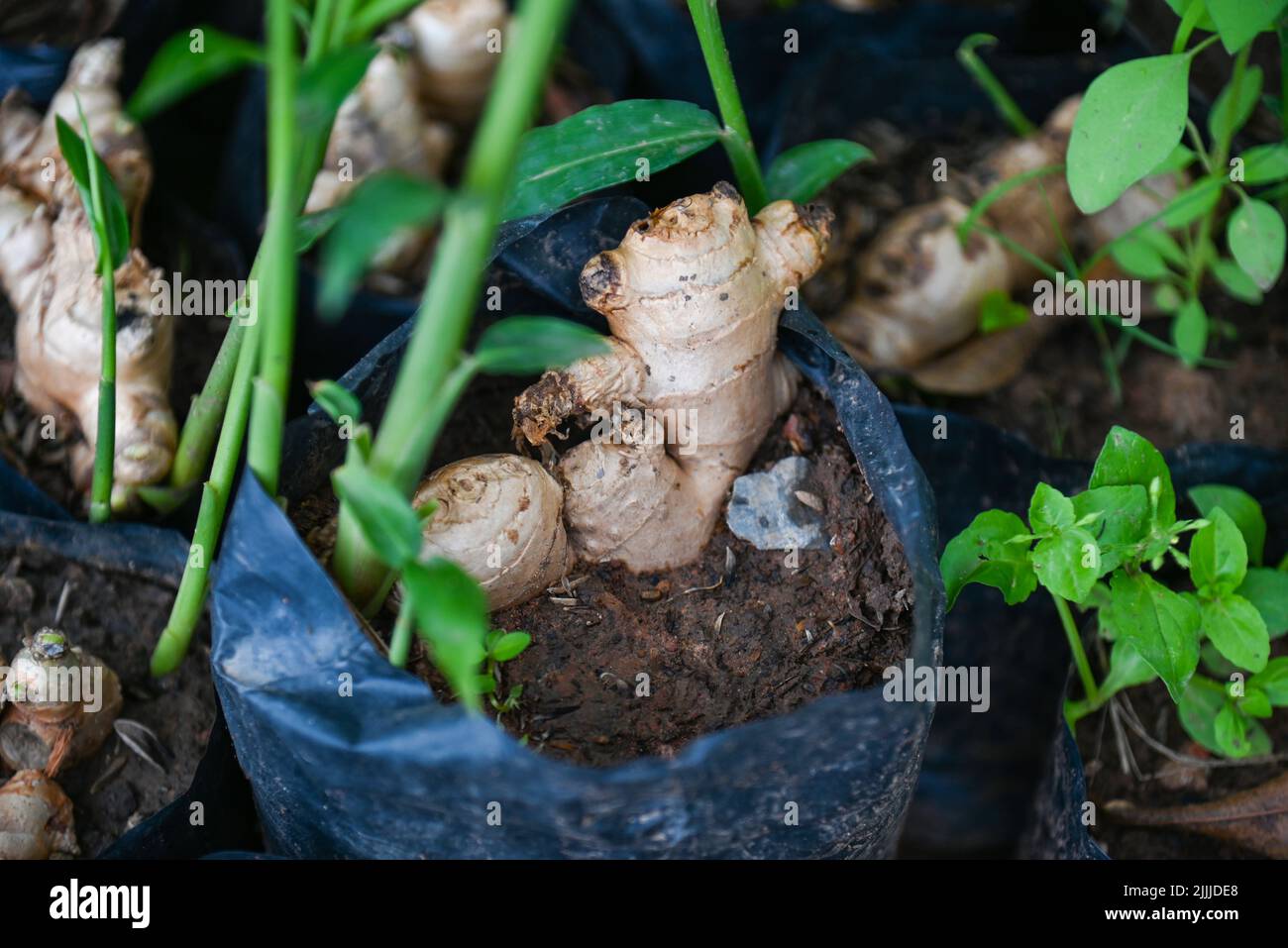 Ginger root on ground pot, nature ginger plant tree cultivate planting on soil , Growing ginger