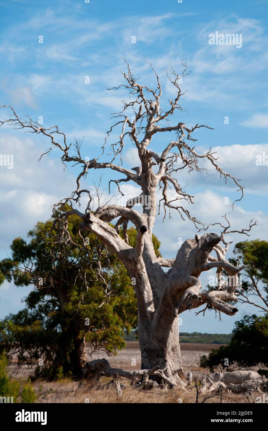 Dead Eucalyptus Tree Australia Stock Photo Alamy