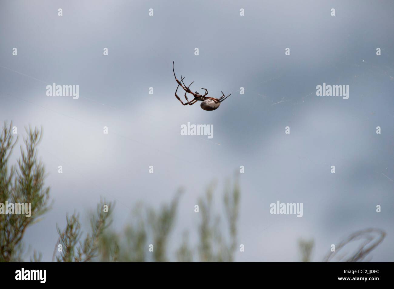 Golden Orb Spider - South Australia Stock Photo