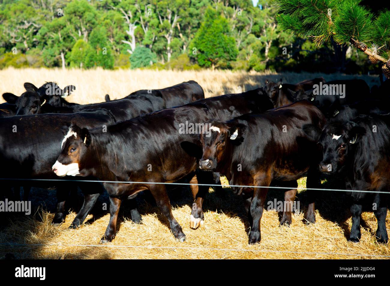 Heifer Cattle in the Field Stock Photo Alamy