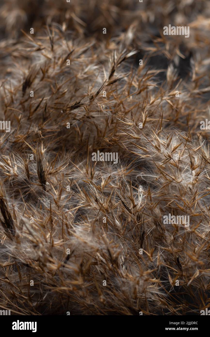 Dry grass on dark background, low key in pastel, neutral colors, reed layer, reed seeds. Beige reed grass, pampas grass. Abstract natural background. Stock Photo