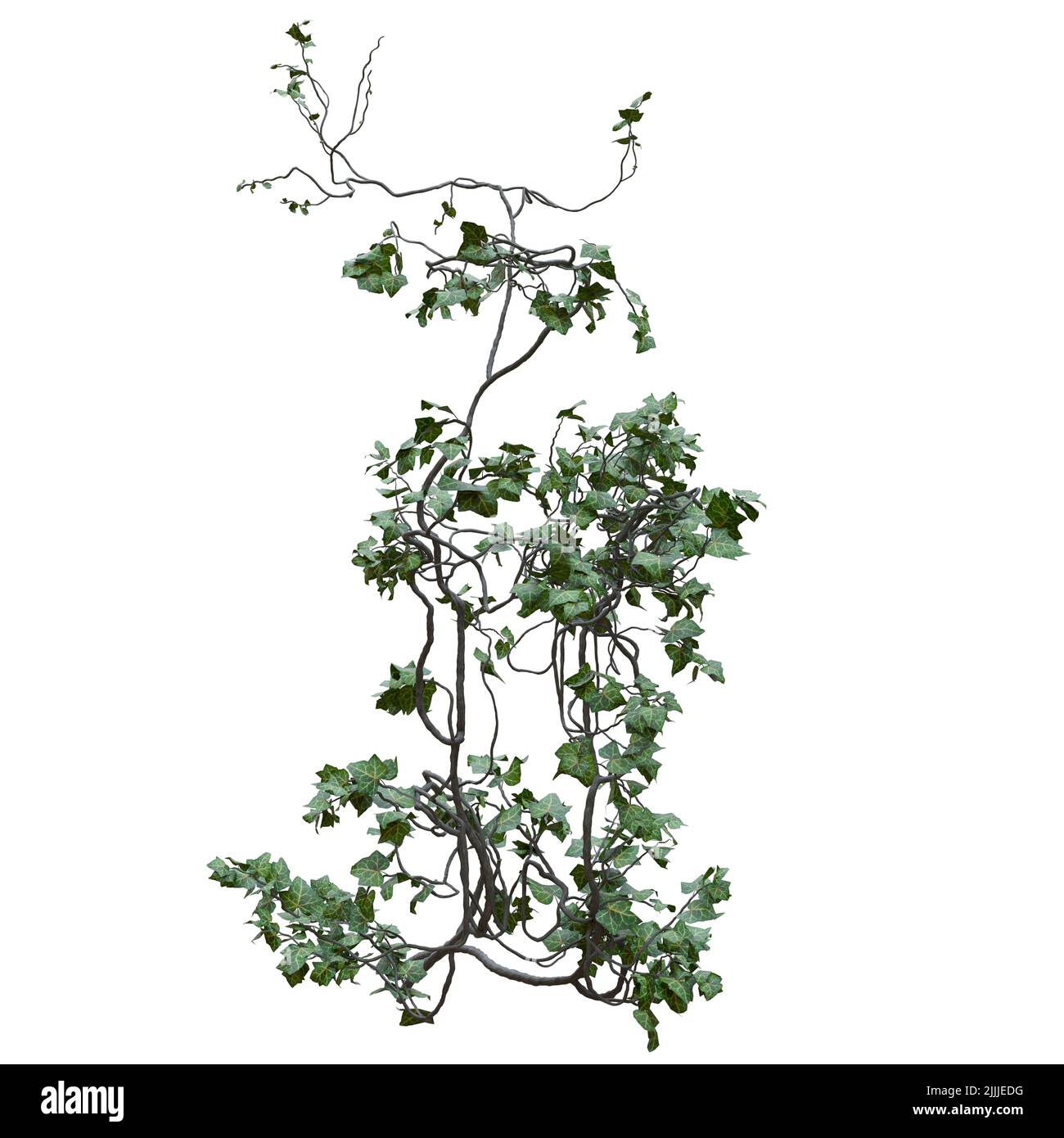 3D illustration climbing plants creepers vine isolated on white