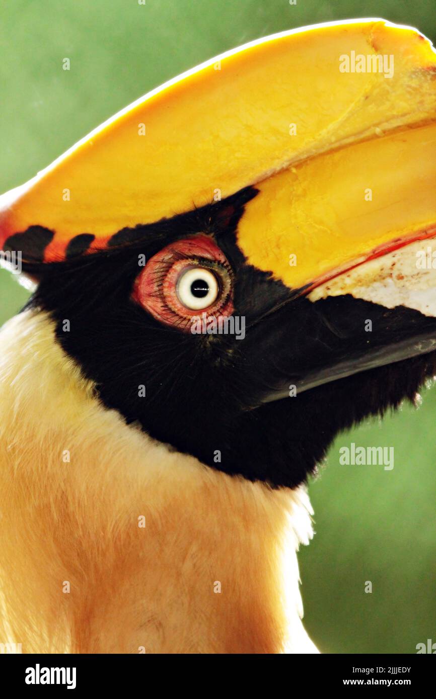 Due to habitat loss and hunting in some areas, the great hornbill is evaluated as vulnerable on the IUCN Red List of Threatened Species. It is listed Stock Photo