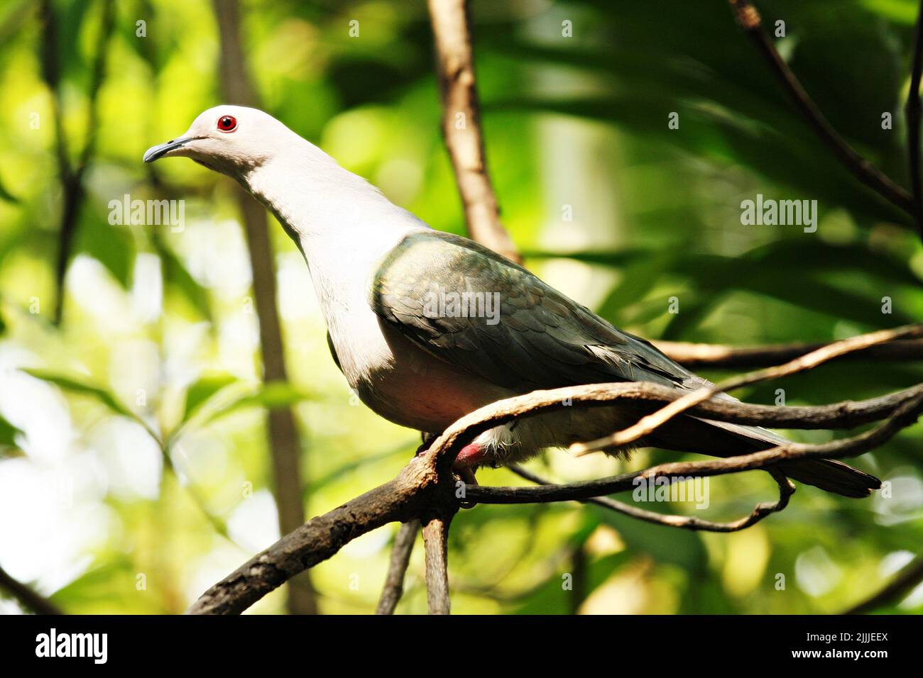 Close-up shot of Green Imperial pigeon or Ducula aenea perched on branches hidden from predators. Stock Photo