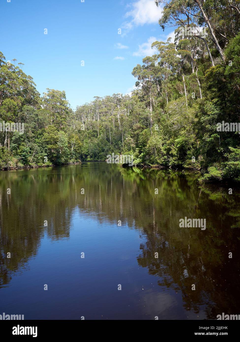 A vertical shot of trees by the reflecting Lake Mackintosh under a ...