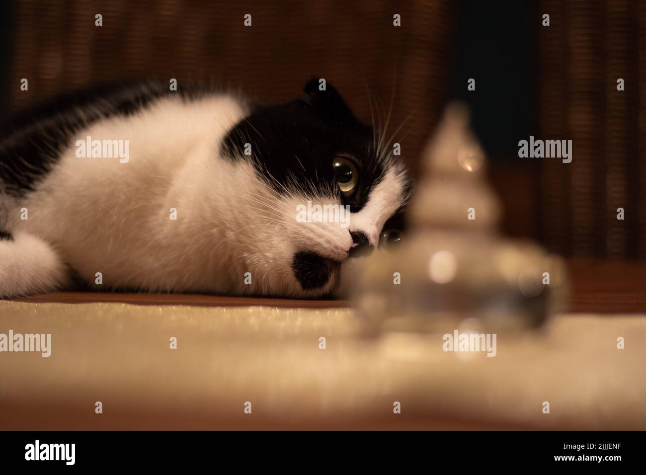メガネ・老眼鏡 The Black Cat SCOTTISH FOLD glasses The Black Cat SCOTTISH FOLD glasses - メルカリ