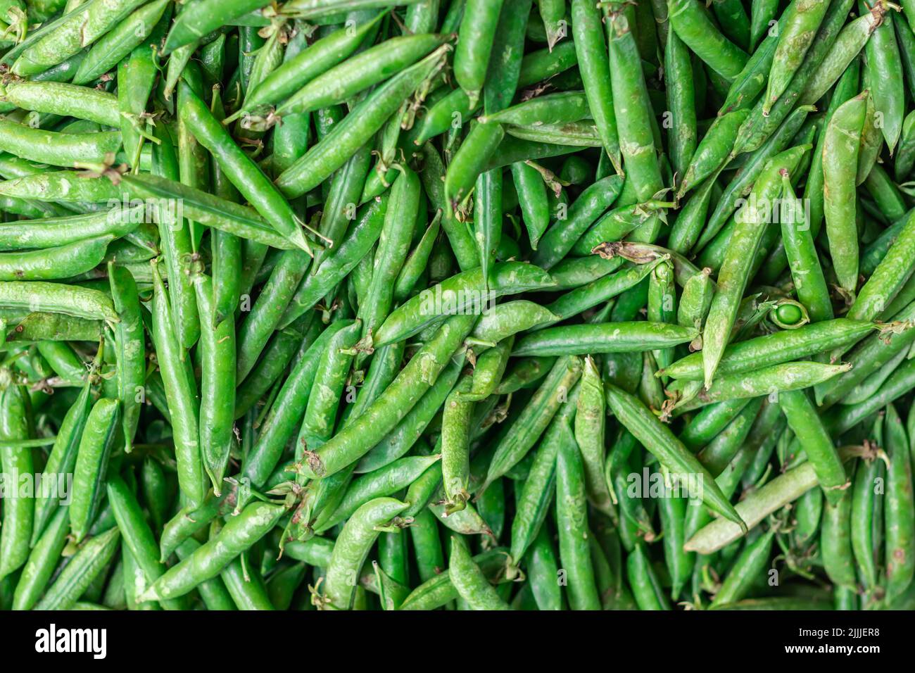 fresh organic peas from farm close up from different angle Stock Photo